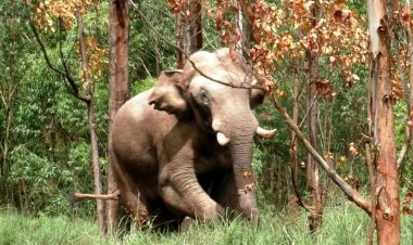 അരിക്കൊമ്പന്നരികിലൂടെ