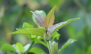 കമ്മ്യൂണിസ്റ്റ് പച്ച ആള് പൊളിയാണ് കേട്ടോ