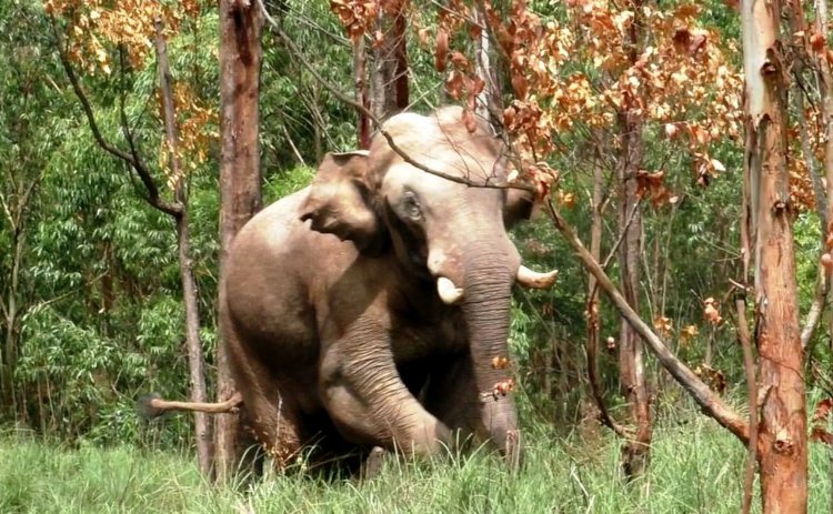 അരിക്കൊമ്പന്നരികിലൂടെ