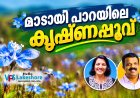 മാടായി പാറയിലെ കൃഷ്ണപ്പൂവ്