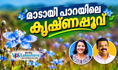 മാടായി പാറയിലെ കൃഷ്ണപ്പൂവ്